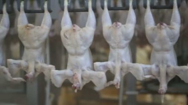 İşleme Line tavuk çiftliği, tavuk. Tavuk eti üretim hattı. Gıda Sanayi.