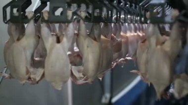 İşleme Line tavuk çiftliği, tavuk. Tavuk eti üretim hattı. Gıda Sanayi.