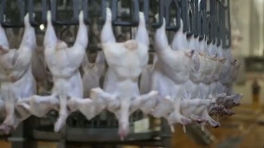 İşleme Line tavuk çiftliği, tavuk. Tavuk eti üretim hattı. Gıda Sanayi.