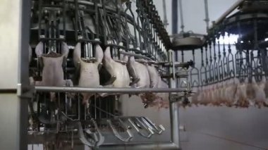 İşleme Line tavuk çiftliği, tavuk. Tavuk eti üretim hattı. Gıda Sanayi.