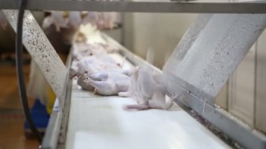 İşleme Line tavuk çiftliği, tavuk. Tavuk eti üretim hattı. Gıda Sanayi.