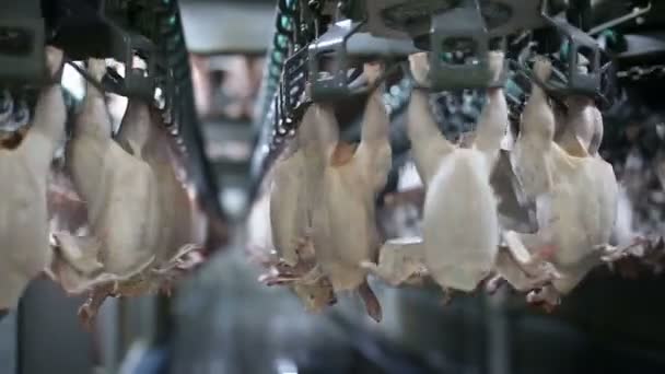 Linha Processamento Frango Granja Aves Linha Produção Carne Frango Indústria — Vídeo de Stock