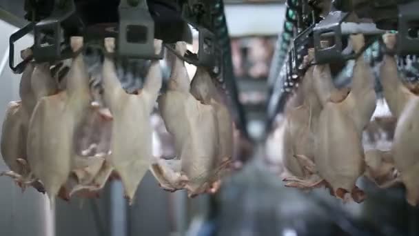 Hühnerverarbeitungslinie Auf Einer Geflügelfarm Hühnerfleisch Produktionslinie Lebensmittelindustrie — Stockvideo
