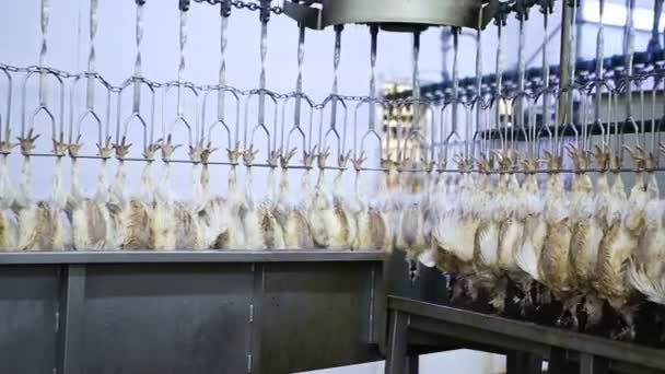 Chicken Processing Line Poultry Farm Chicken Meat Production Line Food — Stock Video