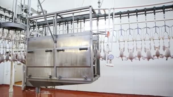 Linea Lavorazione Del Pollo Presso Allevamento Pollame Linea Produzione Carne — Video Stock