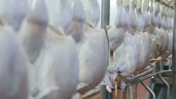 Línea Procesamiento Pollo Granja Avícola Línea Producción Carne Pollo Industria — Vídeo de stock