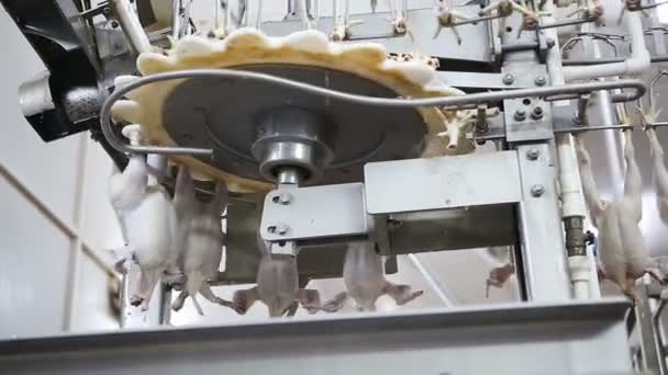 Linha Processamento Frango Granja Aves Linha Produção Carne Frango Indústria — Vídeo de Stock