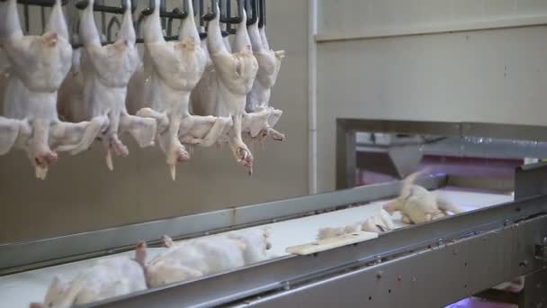 Ligne Transformation Poulet Ferme Avicole Ligne Production Viande Poulet Industrie — Video