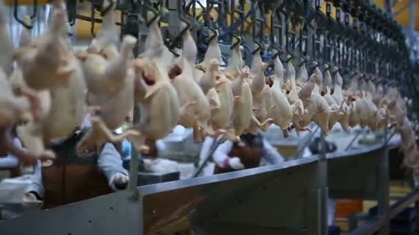 Hühnerverarbeitungslinie Auf Einer Geflügelfarm Hühnerfleisch Produktionslinie Lebensmittelindustrie — Stockvideo