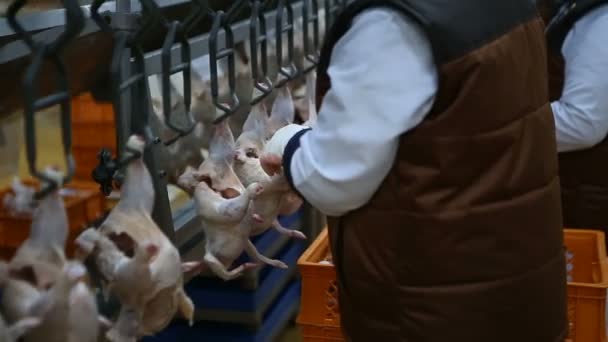 Kurczak Przetwarzanie Linii Ferma Drobiu Linia Produkcji Mięsa Kurczaka Przemysł — Wideo stockowe