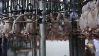 İşleme Line tavuk çiftliği, tavuk. Tavuk eti üretim hattı. Gıda Sanayi