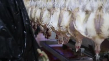 İşleme Line tavuk çiftliği, tavuk. Tavuk eti üretim hattı. Gıda Sanayi