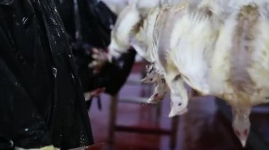 İşleme Line tavuk çiftliği, tavuk. Tavuk eti üretim hattı. Gıda Sanayi