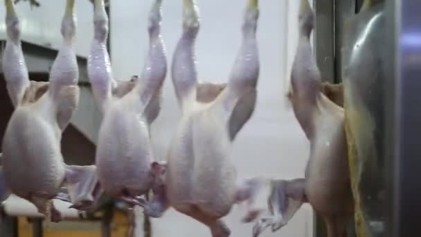 Kip Verwerking Lijn Bij Pluimveebedrijf Kip Vlees Productielijn Voedingsindustrie — Stockvideo