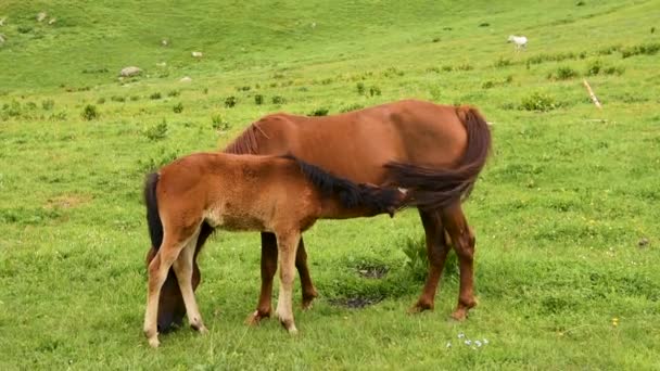 山上牧场上的马马和小马 小马吃马匹的牛奶 — 图库视频影像