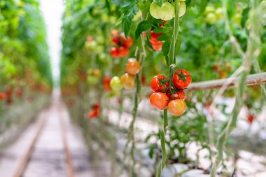Bir sera yetiştirilen kırmızı olgun domates.