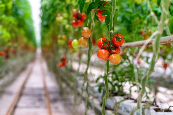 Tomates Vermelhos Maduros Cultivados Estufa — Fotografia de Stock