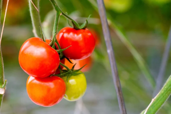 Tomates Vermelhos Maduros Cultivados Estufa — Fotografia de Stock