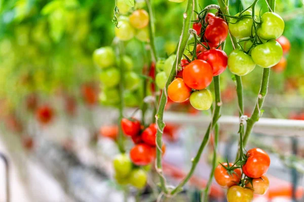 温室で育つ赤く熟したトマト — ストック写真