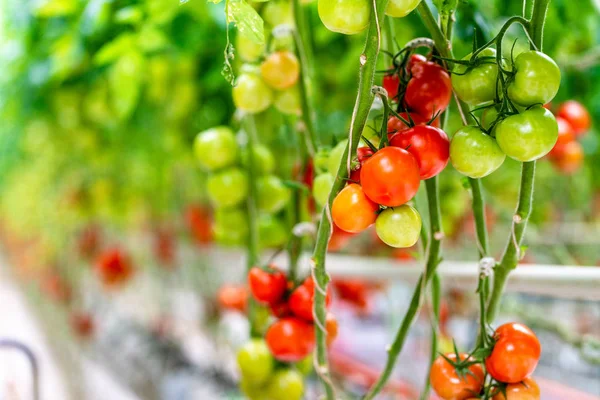 Tomates Vermelhos Maduros Cultivados Estufa — Fotografia de Stock