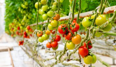 Bir sera yetiştirilen kırmızı olgun domates