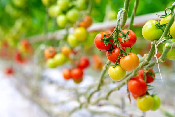 Tomates Vermelhos Maduros Cultivados Estufa — Fotografia de Stock