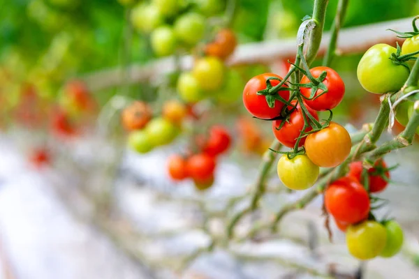 Tomates Vermelhos Maduros Cultivados Estufa — Fotografia de Stock