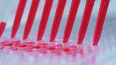 Laboratuvar araştırmaları, tıp uzmanı çoklu kuyu tepsilerini doldurmak için çoklu pipet kullanır. Biyolojik örnekler için çok kanallı pipeti laboratuvar testleri için mikroplakaya yüklüyorum..