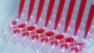 Laboratuvar araştırmaları, tıp uzmanı çoklu kuyu tepsilerini doldurmak için çoklu pipet kullanır. Biyolojik örnekler için çok kanallı pipeti laboratuvar testleri için mikroplakaya yüklüyorum..