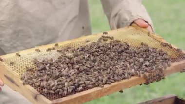 Arıcı Kovan, Arıcılık ve Temizlik Konseptini Denetliyor.