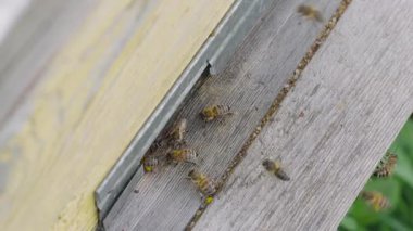 Arıcı Kovan, Arıcılık ve Temizlik Konseptini Denetliyor.