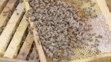 Arıcı Kovan, Arıcılık ve Temizlik Konseptini Denetliyor.