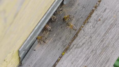 Arıcı Kovan, Arıcılık ve Temizlik Konseptini Denetliyor.