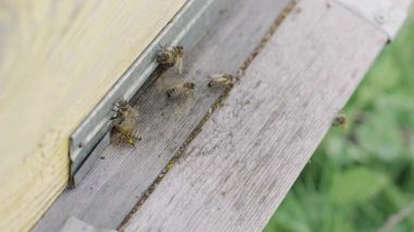 Arıcı Kovan, Arıcılık ve Temizlik Konseptini Denetliyor.