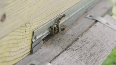 Arıcı Kovan, Arıcılık ve Temizlik Konseptini Denetliyor.