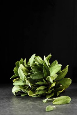 Taze adaçayı yaprakları. İtalyan otlar. Gıda için petrol