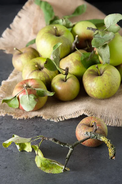 Harvesting apples. Autumn theme. Dark background