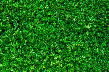 yaprak yeşil duvar dokusu arka plan 