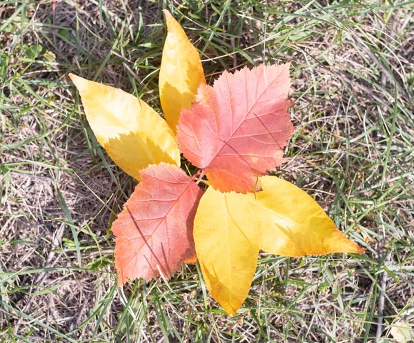 Dedaunan Musim Gugur Berwarna Warni Rumput — Stok Foto