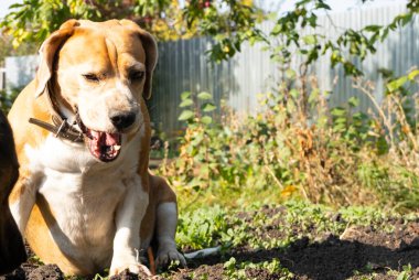 Şirin ve sağlıklı av köpekleri oturup sızlanıyor..