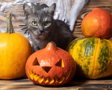 Cadılar Bayramı ya da Şükran Günü arka planında yanan bir fener ve fotokopi alanı ile ışıl ışıl parlayan ışıklar ile samanla aydınlatılmış taze sonbahar balkabakları var.