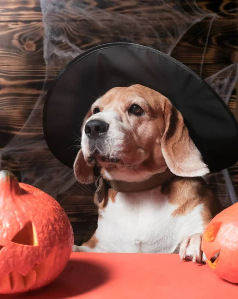 Cães Halloween Cão Gorro Contexto Madeira Beagle Gorro — Fotografia de Stock