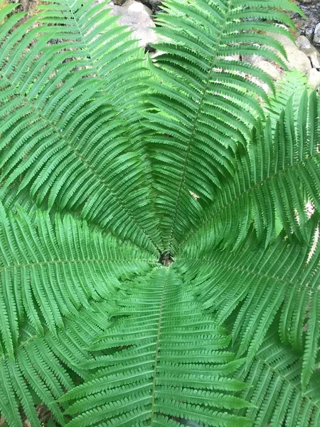 Núcleo Samambaia Floresta Pedras — Fotografia de Stock