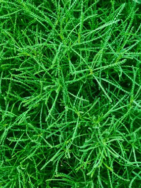 parlak yeşil kozalaklı çalılar