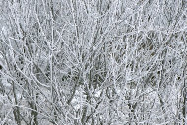 Kış mevsiminde donmuş çalılıkların arka planı