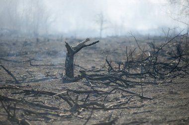 külleri yangından sonra yanmış güdük
