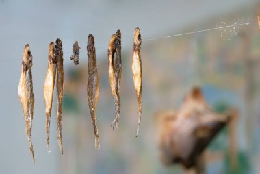 bir ip üzerinde kuru balık