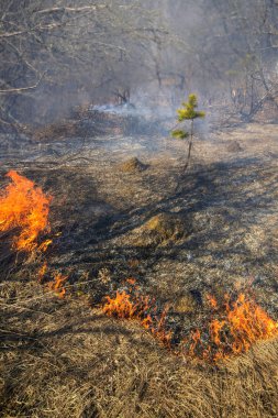 ormanda ateş ve duman içinde ateş