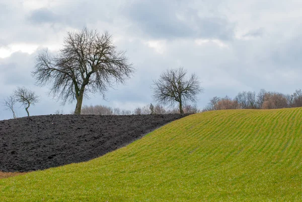 single trees on the border of plowing and winter crops