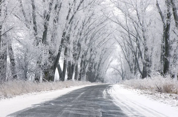 Ağaçlar çıplak olan kış yol